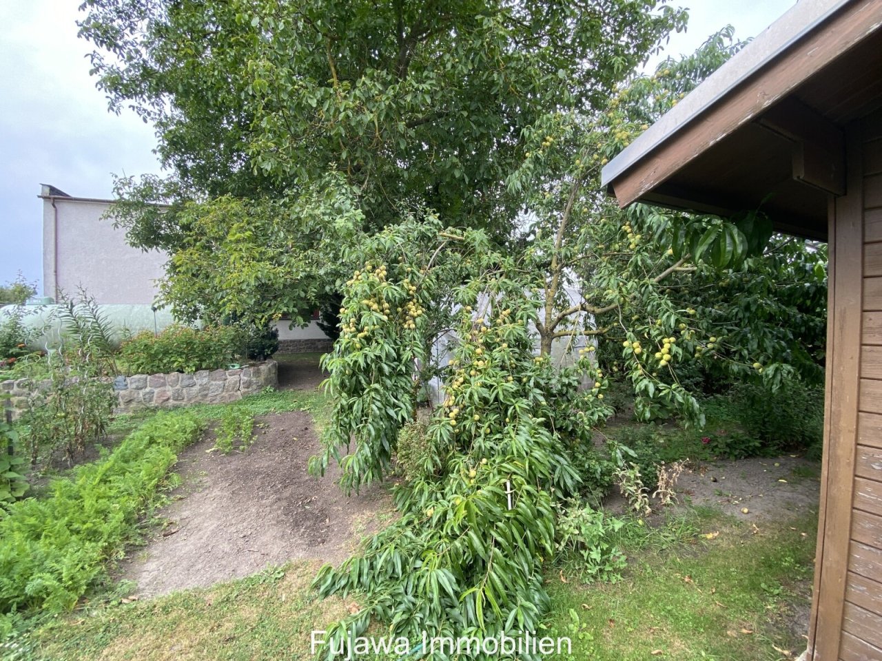 Aprikosenbaum,, Gemüsegarten und Gerätehäuschen (Ostseite)